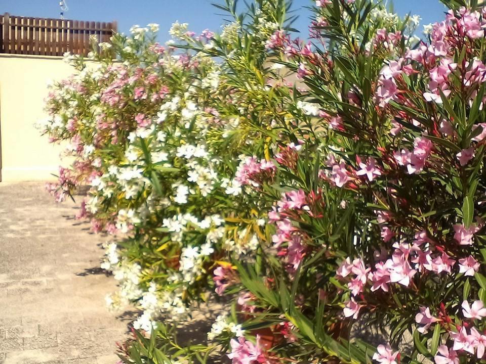 Il Terrazzo Di Oleandri Daire Bagheria Oda fotoğraf