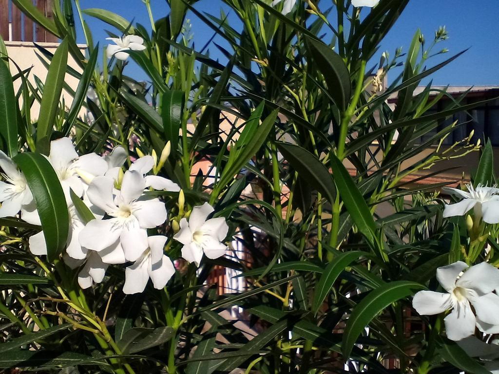 Il Terrazzo Di Oleandri Daire Bagheria Oda fotoğraf